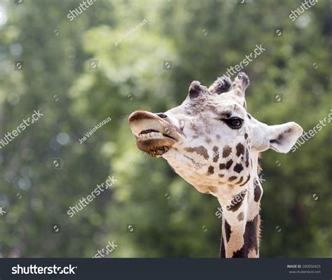 Giraffe Showing Teeth Stock Photo 280050425 | Shutterstock