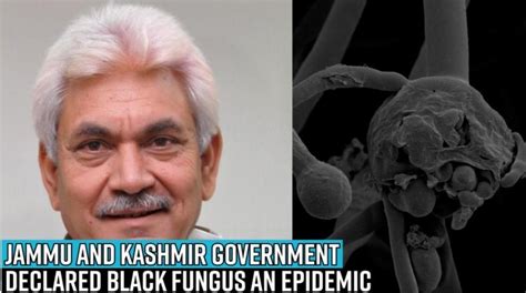 Forget black fungus, yellow fungus detected in India could be deadlier ...