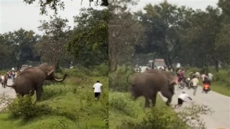 Elephant charges at thrill-seeking man trying to take photo. Foreigner ...