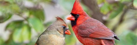 Image result for Class 10 Science Chapter 8 by Success CDs