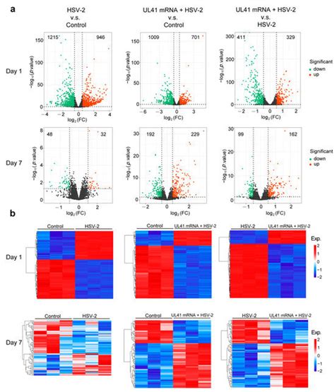 Immunogenicity and Protective Efficacy of an mRNA Vaccine Targeting HSV ...