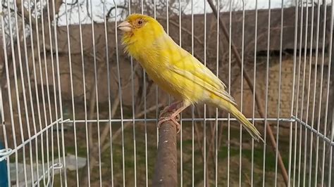 Image result for Canary Training Tips