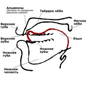 Альвеолы во рту – что это такое; строение альвеол, их функции и патологии