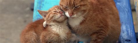 Download wallpaper cats, background, bench, section cats in resolution ...