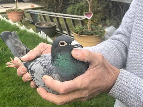 Thousands Of Pigeons Go Missing During 'Pigeon Race' In The UK