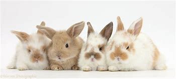 Image result for Pic of Cute Bunny