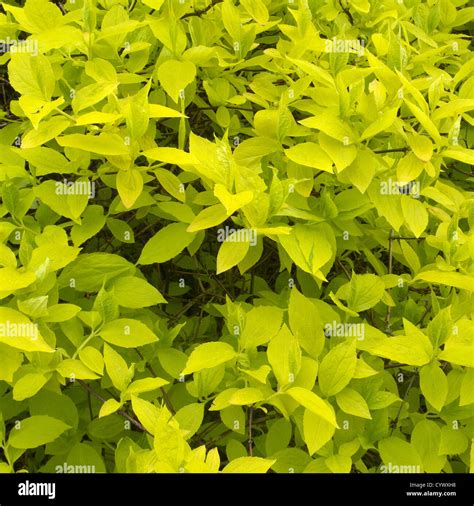 Philadelphus Coronarius Aureus Stock Photos & Philadelphus Coronarius ...