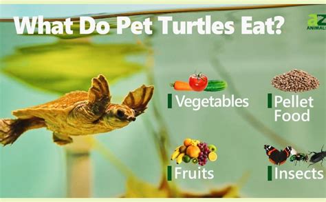 WA Turtle Tortoise Nutra Feed Floating Food Sticks, 500ML : Amazon.in ...