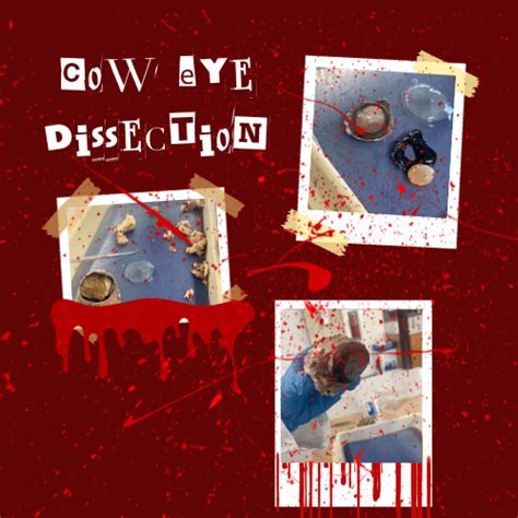 Image result for Cow Eye Dissection Tutorial