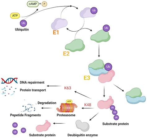 The Role of Tripartite Motif Family Proteins in Chronic Liver Diseases ...