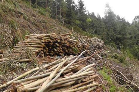 村民在自家林地无证砍伐林木被判刑一年罚金一万_新浪湖南_新浪网