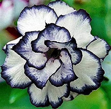 Buy Black Heart White Rose Flower Seeds-20 Seeds Code 369 Online in ...