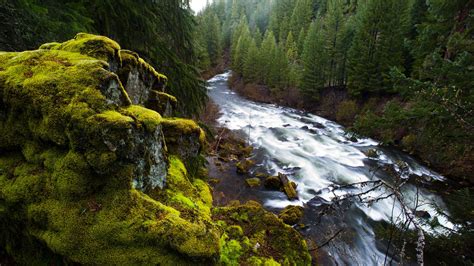 Upper Rogue River running through forested canyon in Siskiyou National ...