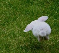Image result for White Bunny Jumping