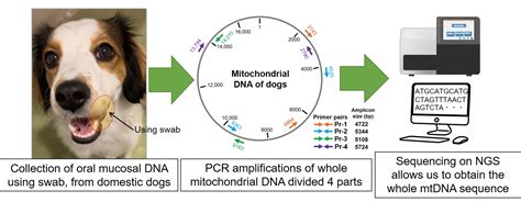 Establishing a Sequencing Method for the Whole Mitochondrial DNA of ...