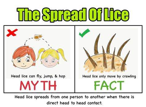 THE SPREAD OF LICE: head lice spreads from one person to another when there is only direct head ...