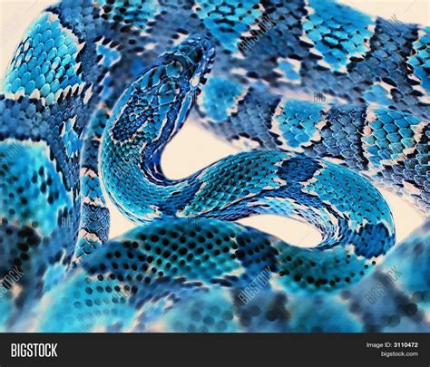 Blue Corn Snake