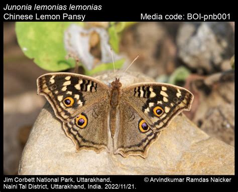 Junonia lemonias lemonias | Butterfly