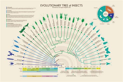 Image result for Classification by Color Code in Evolution