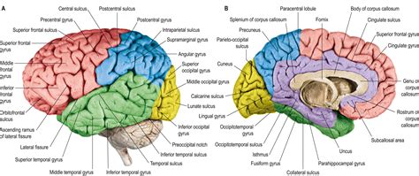 Cerebral hemispheres - Clinical Tree