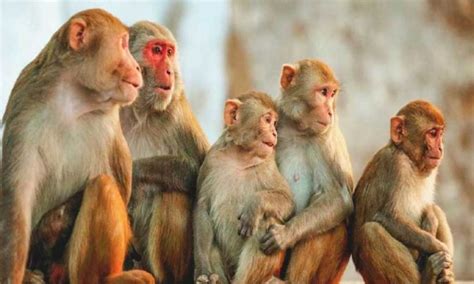 Six monkeys found dead at Adivasi welfare NGO office in Kotagiri