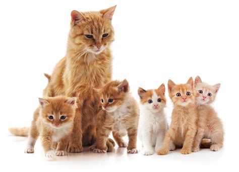 Copper Colored Tabbycat