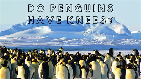 Do Penguins Have Knees And Feathers? | Science Trends