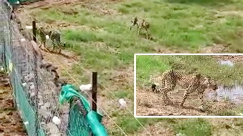 Kuno National Park: 8 चीतों के लिए सुझाए गए 11 हजार से ज्यादा नाम, अब ...