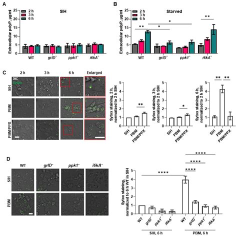 Starvation Induces Extracellular Accumulation of Polyphosphate in ...