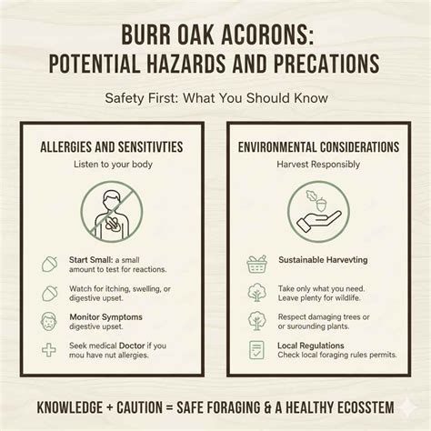 Can You Eat Burr Oak Acorns? Explained