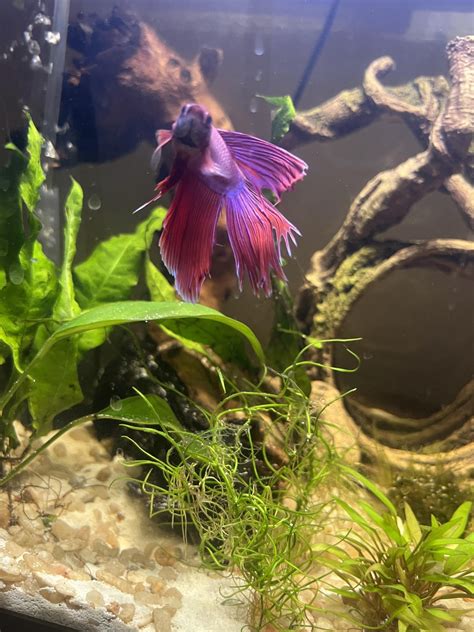 Help! I can’t tell if my Betta has fin rot, fin loss, or new growth : r ...