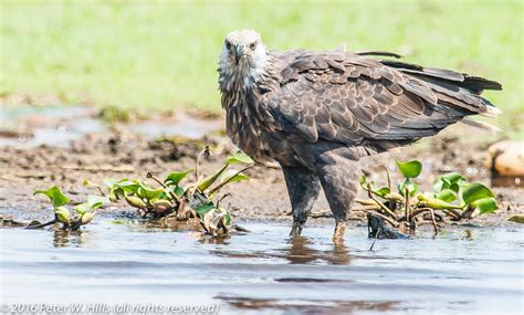 Eagle Madagascar Fish (Haliaeetus vociferoides) endemic - Madagascar ...