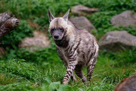 Striped hyena, Hyaena hyaena sultana 24867749 Stock Photo at Vecteezy