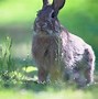 Image result for Sweet Rabbit