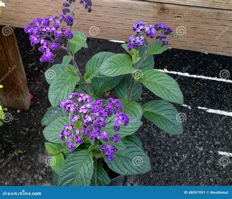 Heliotropium Arborescens 'Fragrant Delight' Royalty-Free Stock Photography | CartoonDealer.com ... - what is the scent of heliotrope