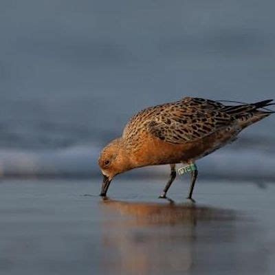 SIB Presents SC Critical Role in the Survival of Arctic Nesting ...