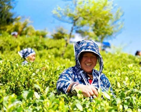 C视频丨春日采茶时 首届汶川之南有好茶采茶节开启_四川在线