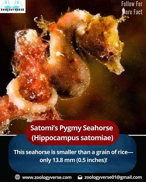 10 Recently Discovered Animal Species That Will Blow Your Mind | Zoologyverse