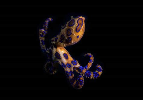 Blue-Ringed Octopus Venom 的图像结果