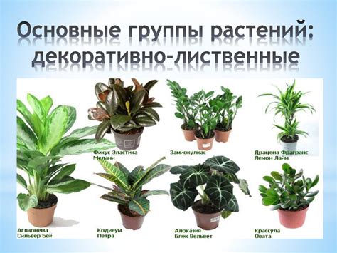 Сорта Комнатных Цветов С Фото И Названиями — Картинки фотографии