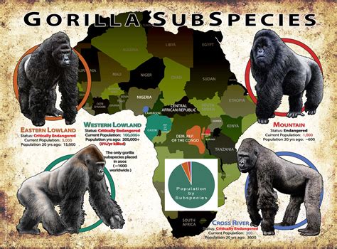 Western Lowland Gorilla Habitat Map