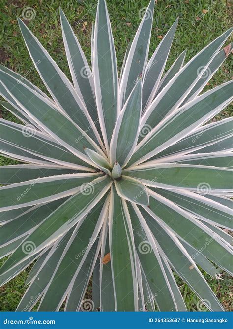 荆棘不碰 库存图片. 图片 包括有 æž¥è§¦, ç»¿è‰², æ²¡æœ‰, è †æ£˜ - 264353687