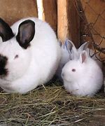 Image result for Rabbit Care Kit