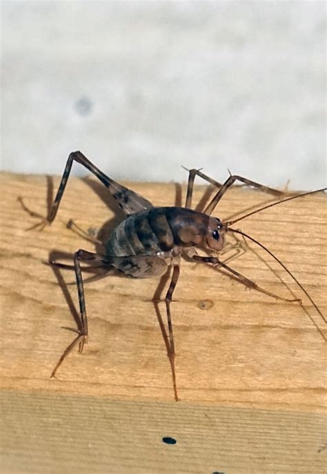 Spider crickets: The bugs you don't want in your house this fall | Life ...