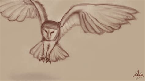 Flying Barn Owl Drawing