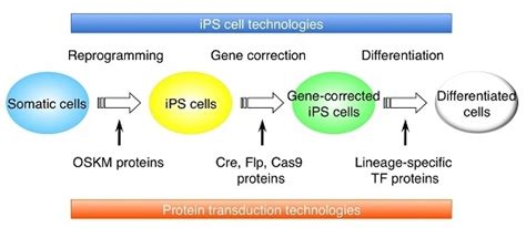 Cell-Penetrating Peptide as a Means of Directing the Differentiation of ...