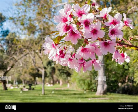 Super cherry blossom at Peter F. Schabarum Regional Park, Hacienda ...