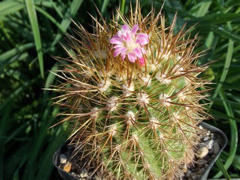 Eriosyce litoralis (F.Ritter) P.C.Guerrero & Helmut Walter | Plants of ...