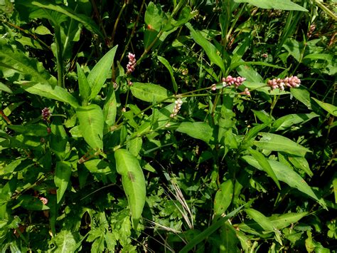 rocayflor: Polygonum persicara, Polygonum lapathifolium. Persicaria