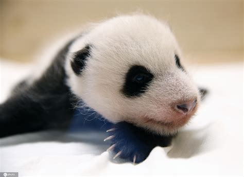 熊猫宝宝图片 熊猫宝宝图片大全_社会热点图片_非主流图片站